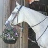 Nunn Finer German Martingale Rein Set