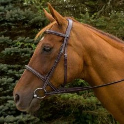 Budget 👍 JPC Equestrian HDR Pro Mono Crown Padded Fancy Bridle English Bridles 💯 8 JPC Equestrian HDR Pro Mono Crown Padded Fancy Bridle English Bridles