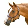 Walsh British Halter Halters & Leads