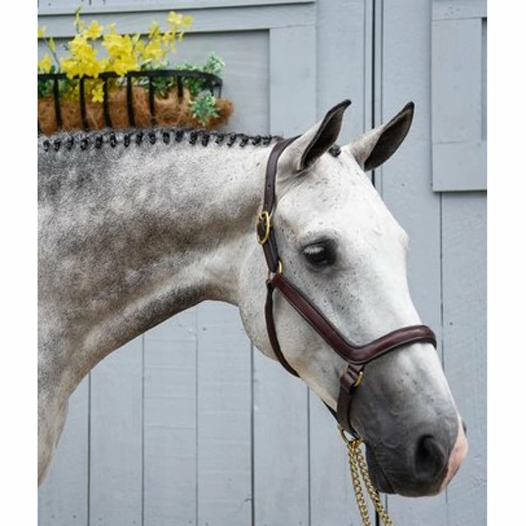 Best Pirce 🔥 Red Barn By KL Select Devon Ergonomic Halter Halters & Leads ✔️ 4 Red Barn By KL Select Devon Ergonomic Halter Halters & Leads