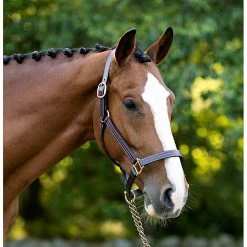 Black Oak By KL Select Pine Halter