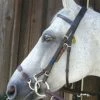 Budget 🥰 Nunn Finer Kineton Noseband English Bridles 🥰 2 Nunn Finer Kineton Noseband English Bridles
