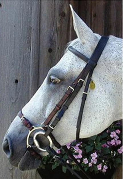 Deals 😍 Nunn Finer Adjustable Lever Noseband English Bridles 🛒 3 Nunn Finer Adjustable Lever Noseband English Bridles