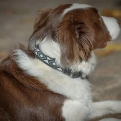 Promo ✔️ French Equestrian Penelope Pearl 🐶 Dog Collar ⭐ 17 French Equestrian Penelope Pearl Dog Collar