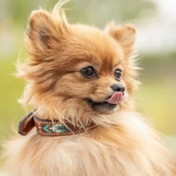 Promo ✔️ French Equestrian Penelope Pearl 🐶 Dog Collar ⭐ 21 French Equestrian Penelope Pearl Dog Collar