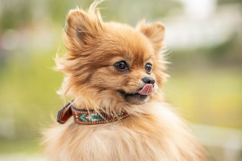 Promo ✔️ French Equestrian Penelope Pearl 🐶 Dog Collar ⭐ 10 French Equestrian Penelope Pearl Dog Collar