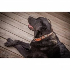 Promo ✔️ French Equestrian Penelope Pearl 🐶 Dog Collar ⭐ 24 French Equestrian Penelope Pearl Dog Collar