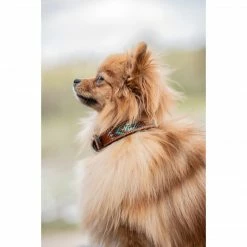 Promo ✔️ French Equestrian Penelope Pearl 🐶 Dog Collar ⭐ 22 French Equestrian Penelope Pearl Dog Collar