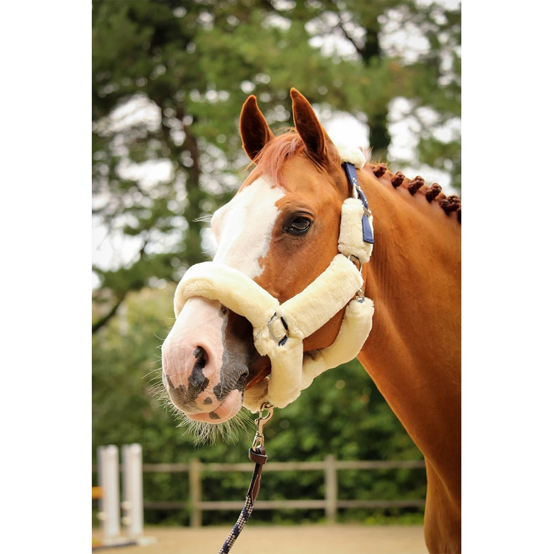 Best reviews of 🎁 French Equestrian Jump' In Soft Halter - One Collection ✨ 3 French Equestrian Jump' In Soft Halter - One Collection