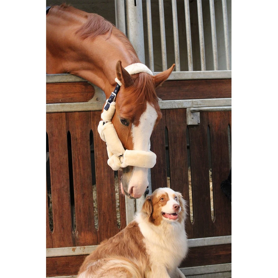 Best reviews of 🎁 French Equestrian Jump' In Soft Halter - One Collection ✨ 6 French Equestrian Jump' In Soft Halter - One Collection