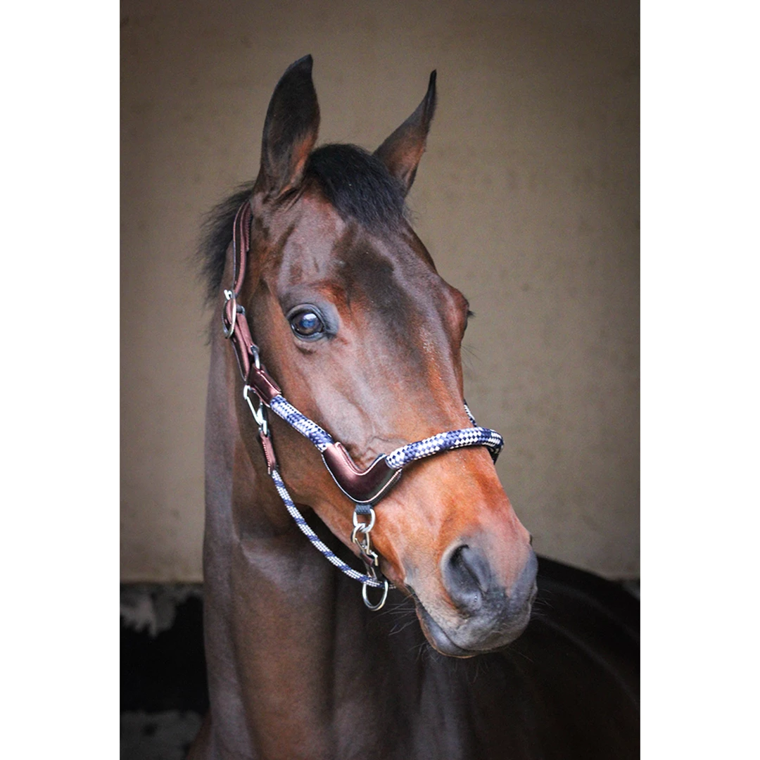 Hot Sale 🌟 French Equestrian Jump' In Travel Halter - One Collection 🎁 3 French Equestrian Jump' In Travel Halter - One Collection