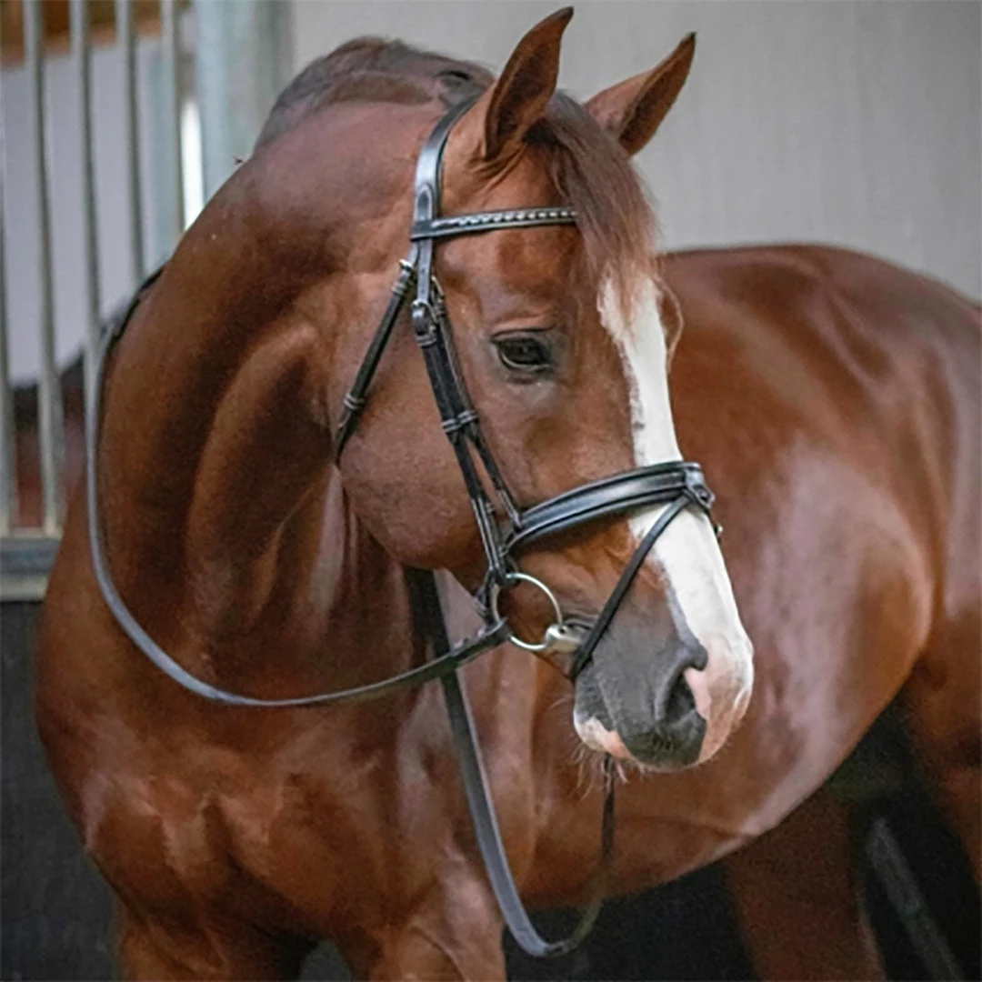 Cheapest 🎁 French Equestrian Penelope Daily Bridle ⭐ 4 French Equestrian Penelope Daily Bridle