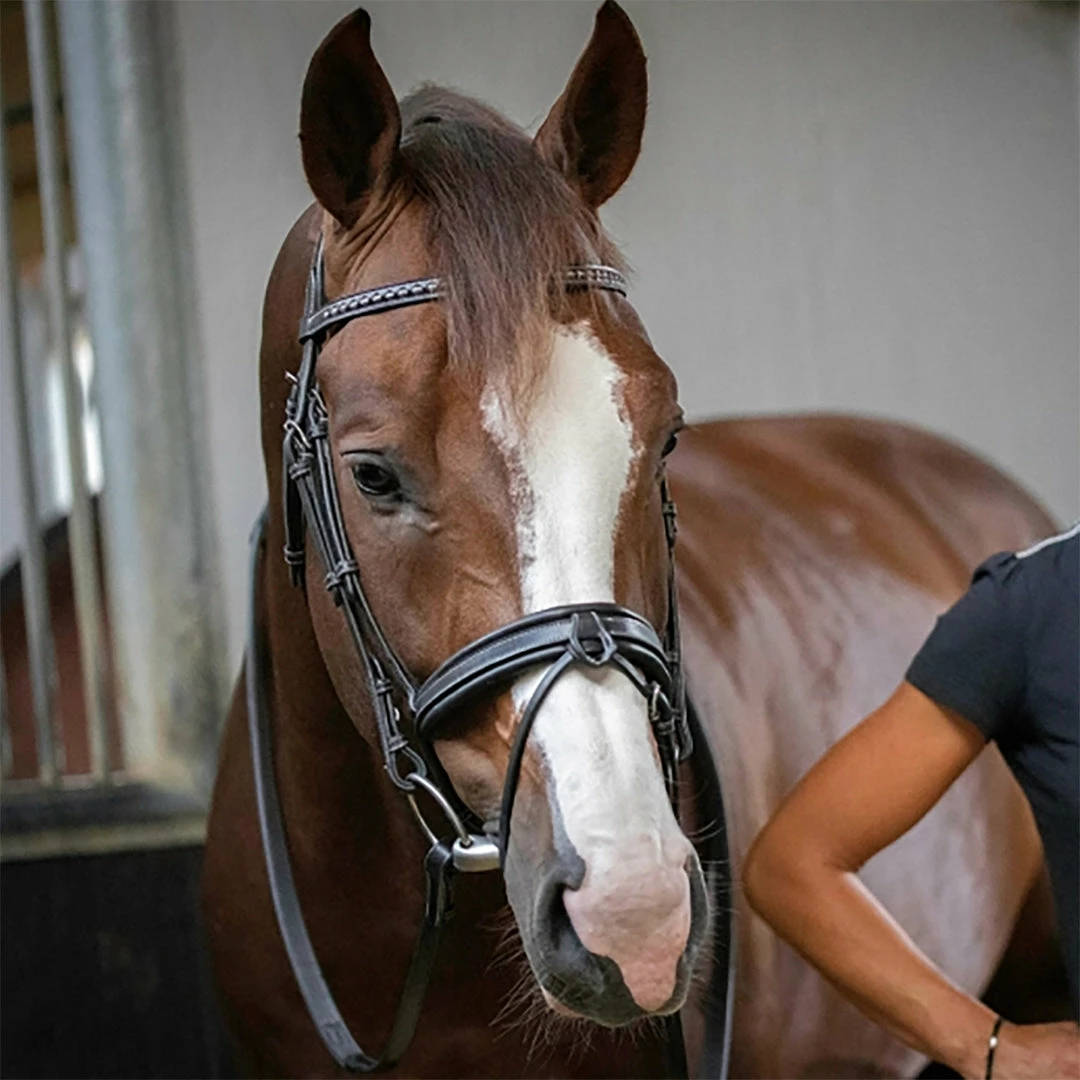 Cheapest 🎁 French Equestrian Penelope Daily Bridle ⭐ 5 French Equestrian Penelope Daily Bridle