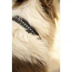 Budget ๐ฏ French Equestrian Penelope ๐ Dog Collar Horse Blankets & Stable Sheets ๐งจ 13 French Equestrian Penelope Dog Collar Horse Blankets & Stable Sheets
