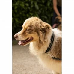 Budget ๐ฏ French Equestrian Penelope ๐ Dog Collar Horse Blankets & Stable Sheets ๐งจ 14 French Equestrian Penelope Dog Collar Horse Blankets & Stable Sheets