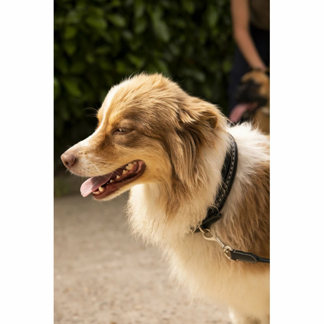 Budget ๐ฏ French Equestrian Penelope ๐ Dog Collar Horse Blankets & Stable Sheets ๐งจ 7 French Equestrian Penelope Dog Collar Horse Blankets & Stable Sheets