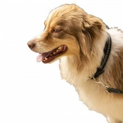 Budget ๐ฏ French Equestrian Penelope ๐ Dog Collar Horse Blankets & Stable Sheets ๐งจ 12 French Equestrian Penelope Dog Collar Horse Blankets & Stable Sheets