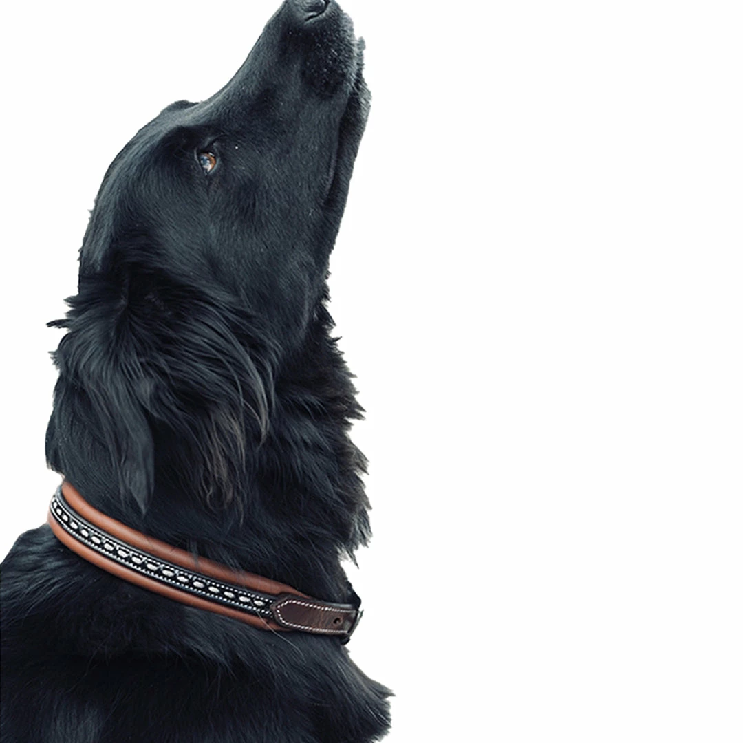 Budget ๐ฏ French Equestrian Penelope ๐ Dog Collar Horse Blankets & Stable Sheets ๐งจ 10 French Equestrian Penelope Dog Collar Horse Blankets & Stable Sheets