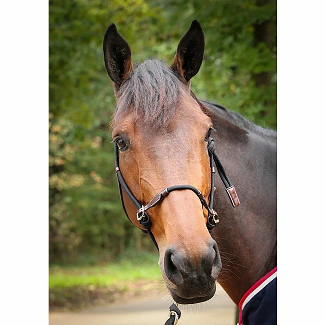 Coupon 🔔 French Equestrian Penelope Ethological Halter Halters & Leads ✨ 3 French Equestrian Penelope Ethological Halter Halters & Leads