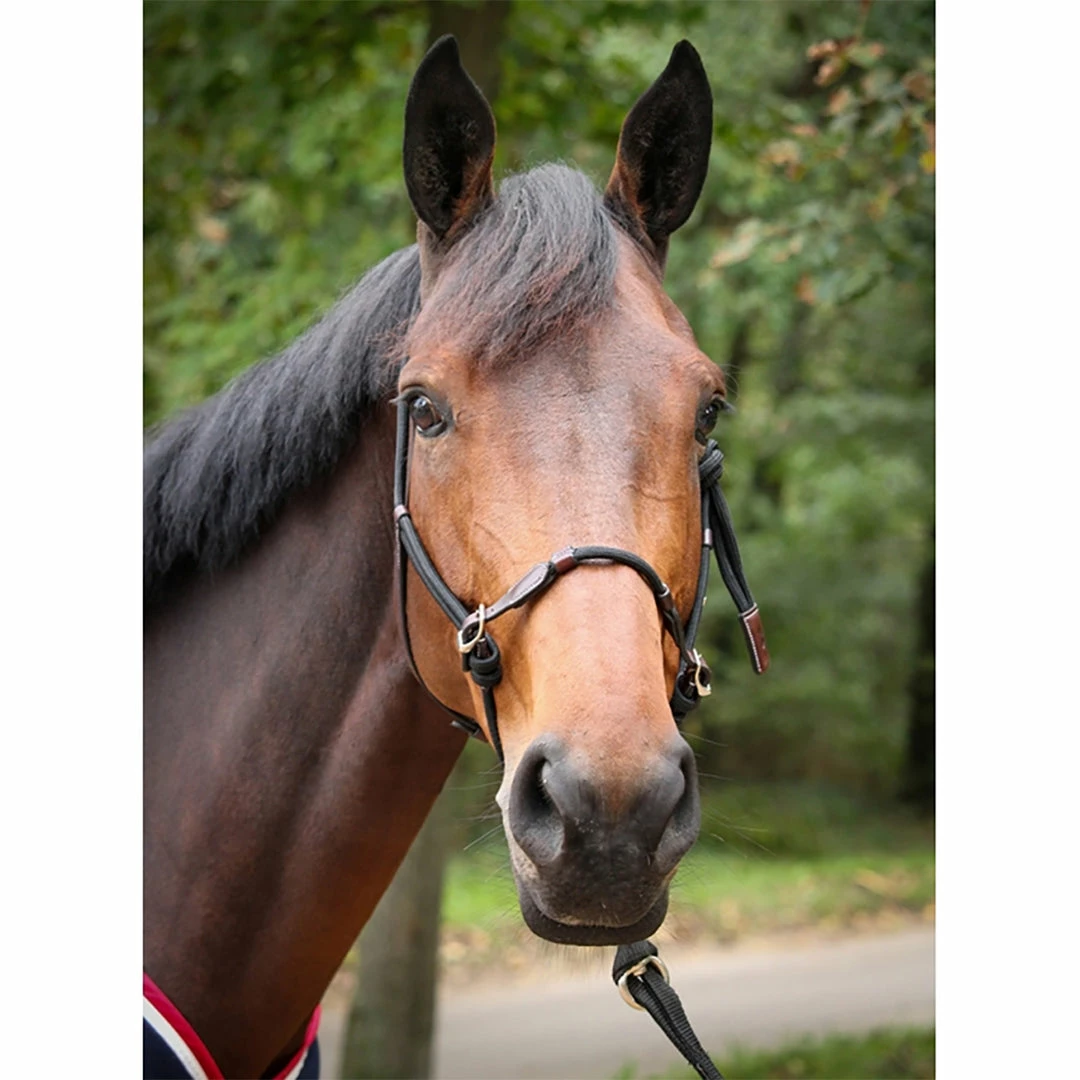 Coupon 🔔 French Equestrian Penelope Ethological Halter Halters & Leads ✨ 4 French Equestrian Penelope Ethological Halter Halters & Leads