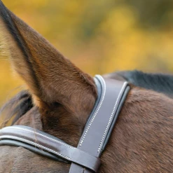 Shires Equestrian Products Avignon Ocala Bridle