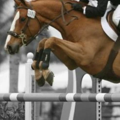 Flash Sale 🔔 ThinLine Open Front Tendon Schooling Horse Boot 🤩 11 ThinLine Open Front Tendon Schooling Horse Boot