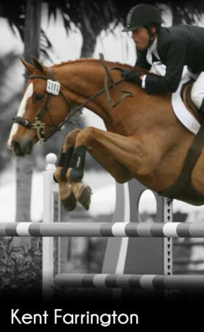 Flash Sale 🔔 ThinLine Open Front Tendon Schooling Horse Boot 🤩 7 ThinLine Open Front Tendon Schooling Horse Boot