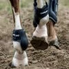 Best deal 🥰 ThinLine Ankle Schooling Horse Boot 🔔 1 ThinLine Ankle Schooling Horse Boot