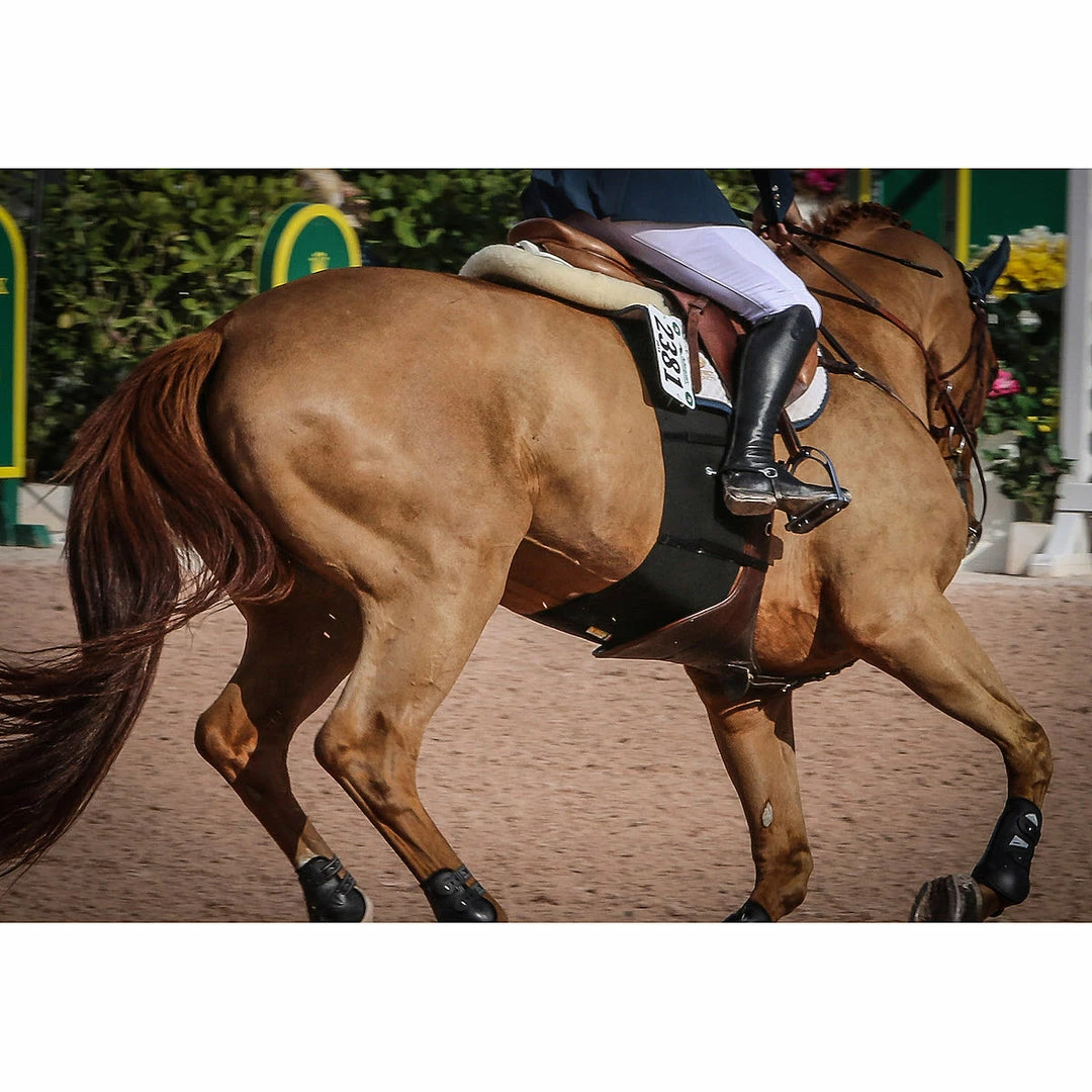 Best reviews of ๐ Equifit BellyBand Saddle Pads & Fittings ๐งจ 6 Equifit BellyBand Saddle Pads & Fittings