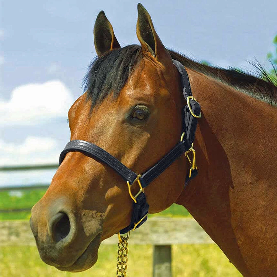 Cheapest ✨ Perri's Leather Perri's 1" Leather Show Halter ✨ 9 Perri's Leather Perri's 1" Leather Show Halter