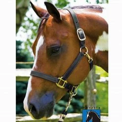 Cheapest ✨ Perri's Leather Perri's 1" Leather Show Halter ✨ 14 Perri's Leather Perri's 1