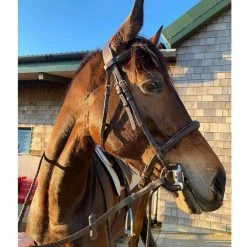 Wholesale ⌛ Frantisi Acavallo Sensitive Bit ✨ 26 Frantisi Acavallo Sensitive Bit