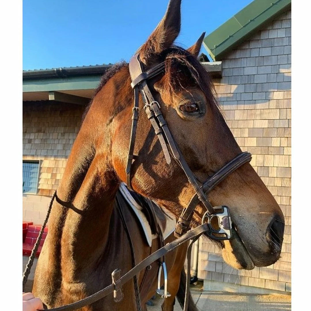 Wholesale ⌛ Frantisi Acavallo Sensitive Bit ✨ 14 Frantisi Acavallo Sensitive Bit