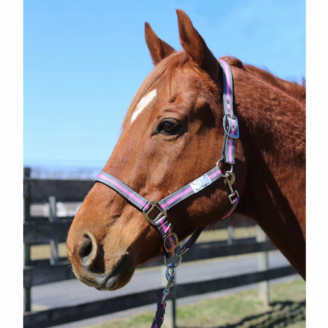 Wholesale 😀 JPC Equestrian Tuffrider Nylon Breakaway Halter And Lead 🔥 4 JPC Equestrian Tuffrider Nylon Breakaway Halter And Lead