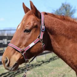 Wholesale 😀 JPC Equestrian Tuffrider Nylon Breakaway Halter And Lead 🔥 15 JPC Equestrian Tuffrider Nylon Breakaway Halter And Lead