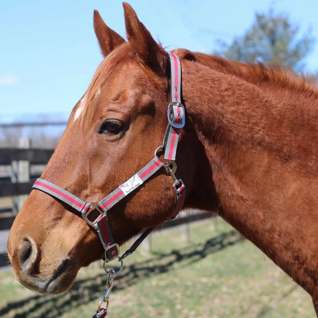 Wholesale 😀 JPC Equestrian Tuffrider Nylon Breakaway Halter And Lead 🔥 6 JPC Equestrian Tuffrider Nylon Breakaway Halter And Lead