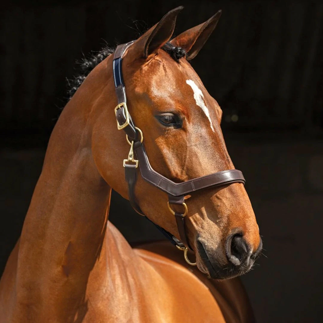 Coupon 😉 Halters & Leads Horseware Rambo Micklem Halter 🥰 6 Halters & Leads Horseware Rambo Micklem Halter