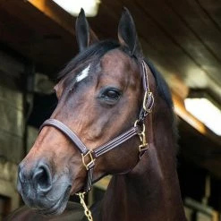 Walsh British Halter Halters & Leads