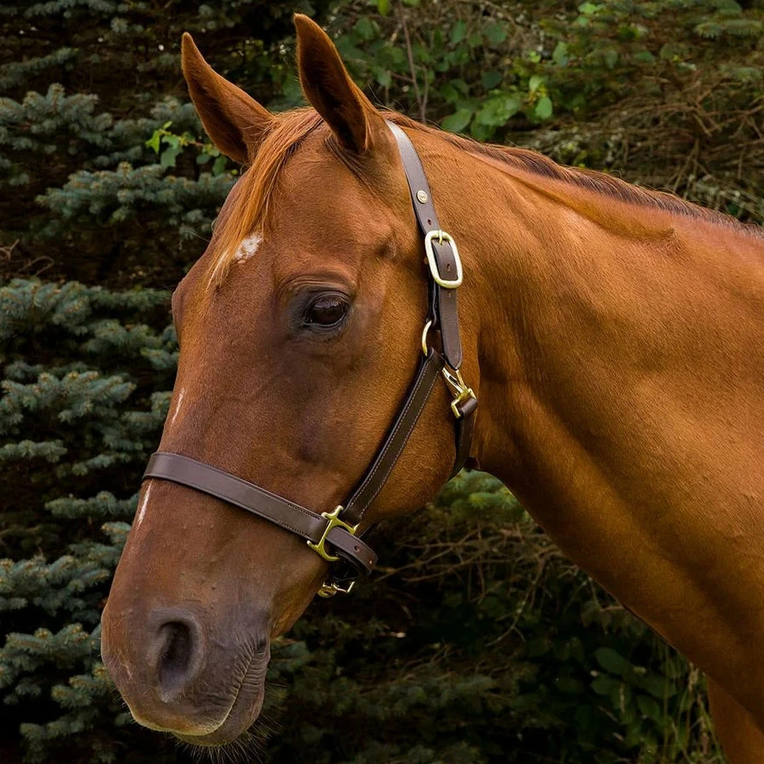 Best Sale ⭐ JPC Equestrian HDR Advantage Leather Halter 🤩 3 JPC Equestrian HDR Advantage Leather Halter