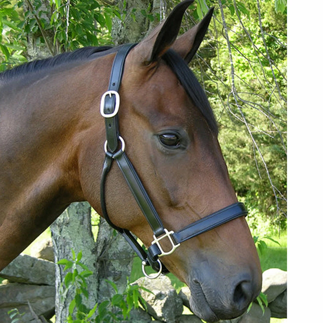 Outlet 🛒 Black Oak By KL Select Sycamore Halter Halters & Leads 👏 3 Black Oak By KL Select Sycamore Halter Halters & Leads