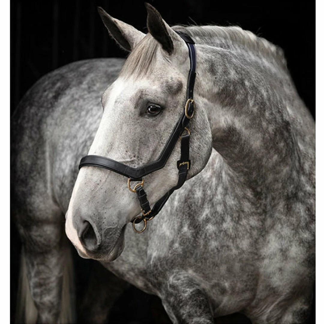 Coupon 😉 Halters & Leads Horseware Rambo Micklem Halter 🥰 5 Halters & Leads Horseware Rambo Micklem Halter