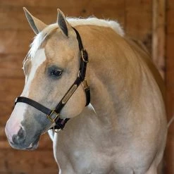 Wholesale ⌛ Perri's Leather Turnout Halter Halters & Leads ⭐ 9 Perri's Leather Turnout Halter Halters & Leads