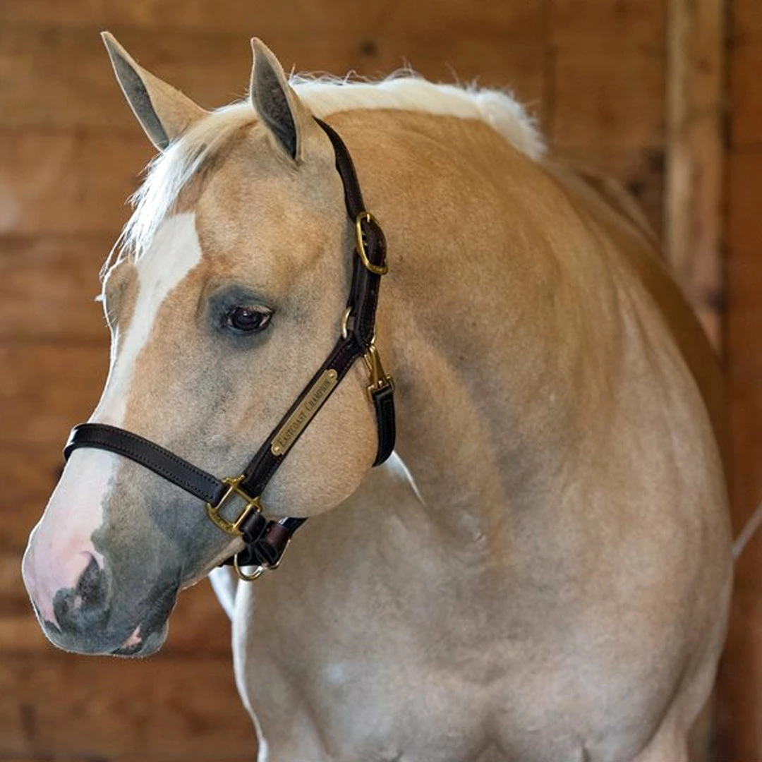 Wholesale ⌛ Perri's Leather Turnout Halter Halters & Leads ⭐ 6 Perri's Leather Turnout Halter Halters & Leads