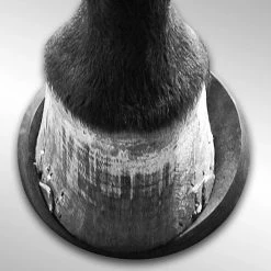 Grooming EquiFit HoofSavers