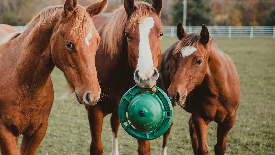 Hot Sale 🎉 KVP International, Inc. 12" Equine Kong Boredom Buster Classic Kit Stall Toy Grooming 👍 5 KVP International, Inc. 12" Equine Kong Boredom Buster Classic Kit Stall Toy Grooming