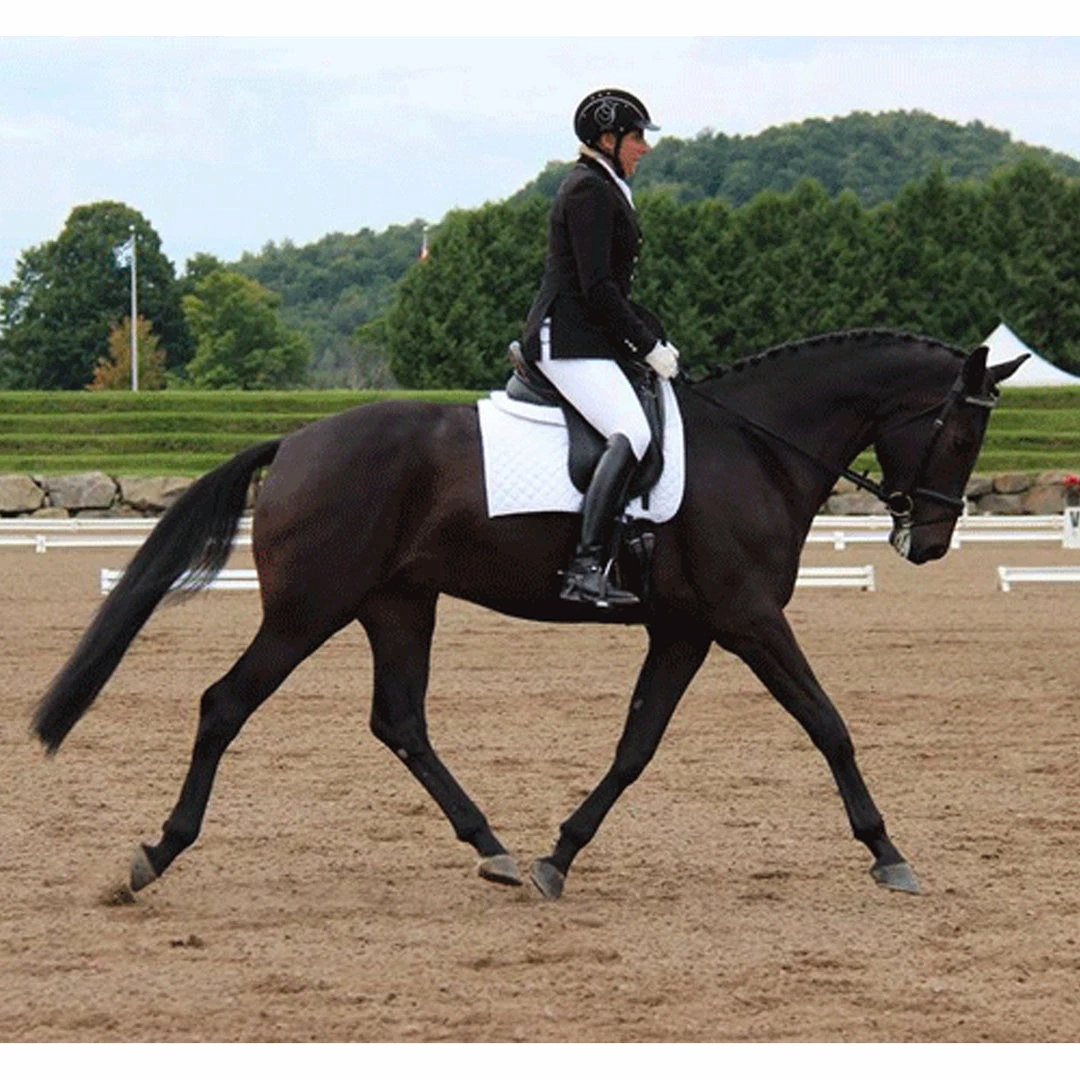 Best Pirce 😍 Ogilvy Equestrian Ogilvy 👗 Dressage Memory Foam Half Pad Saddle Pads & Fittings 🔥 4 Ogilvy Equestrian Ogilvy Dressage Memory Foam Half Pad Saddle Pads & Fittings